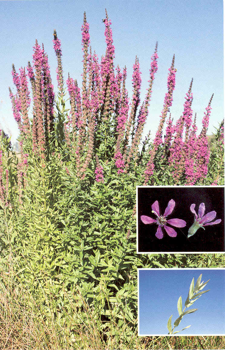 Dominant Plants in Temperate Wetlands What plants are naturally dominant in Temperate Wetlands?